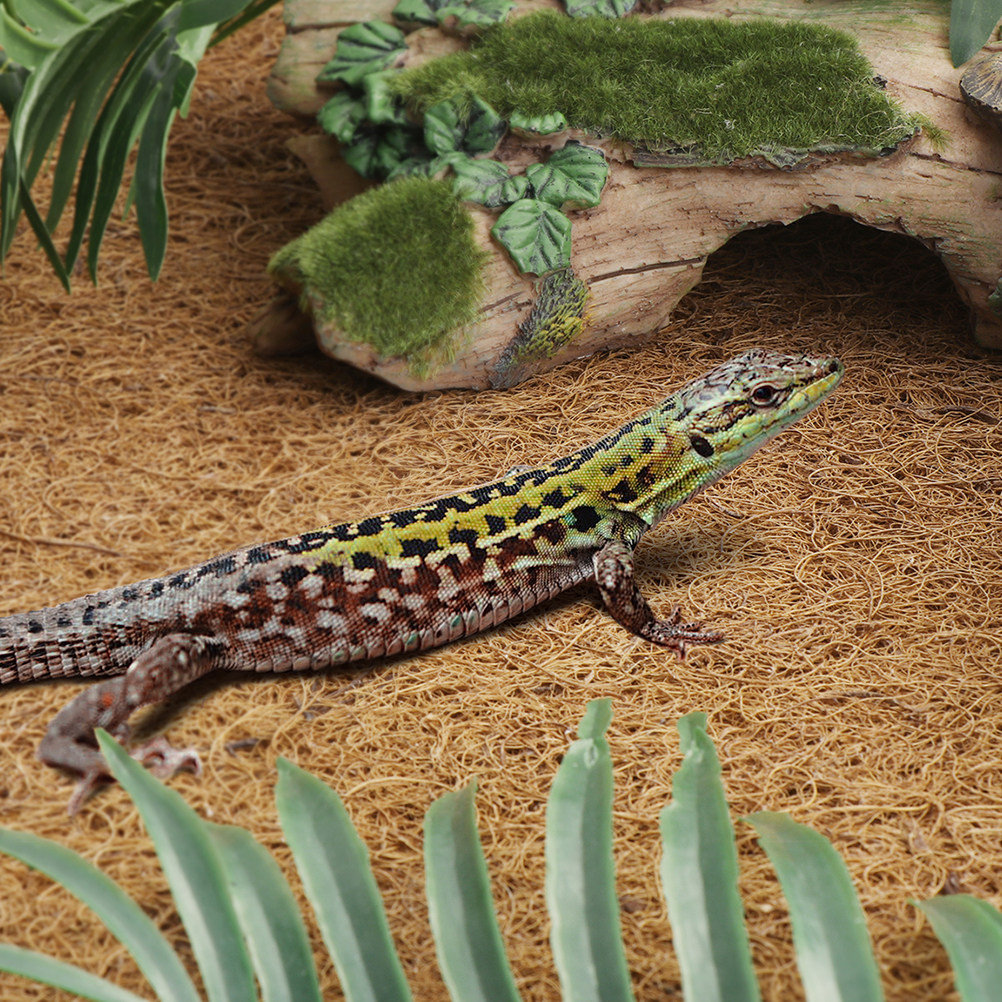 Reptile Carpet Natural Coconut - Substrate Coconut Fiber 리뷰 및 가격