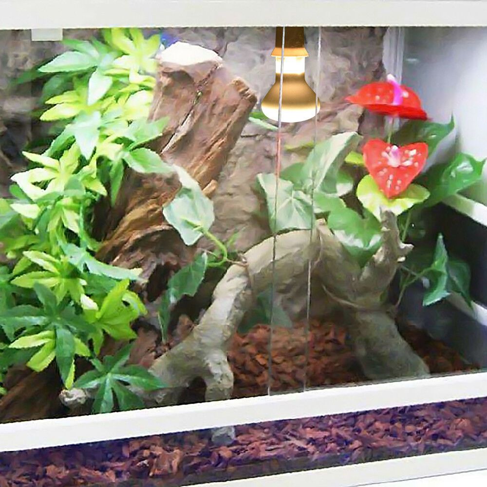 Lizard Temperature Controller  - Basking Bulb Halogen 리뷰 및 가격