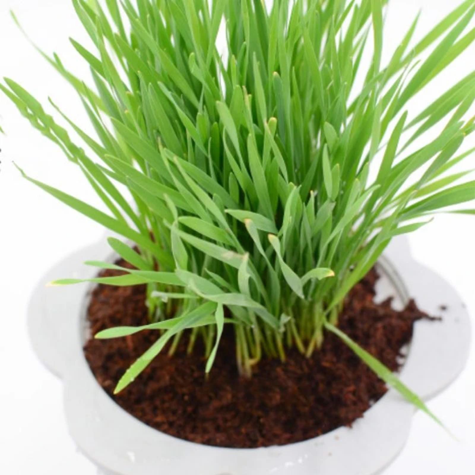 Coconut Fibre Coconut Coir Bri - Substrate Coconut Fiber 리뷰 및 가격