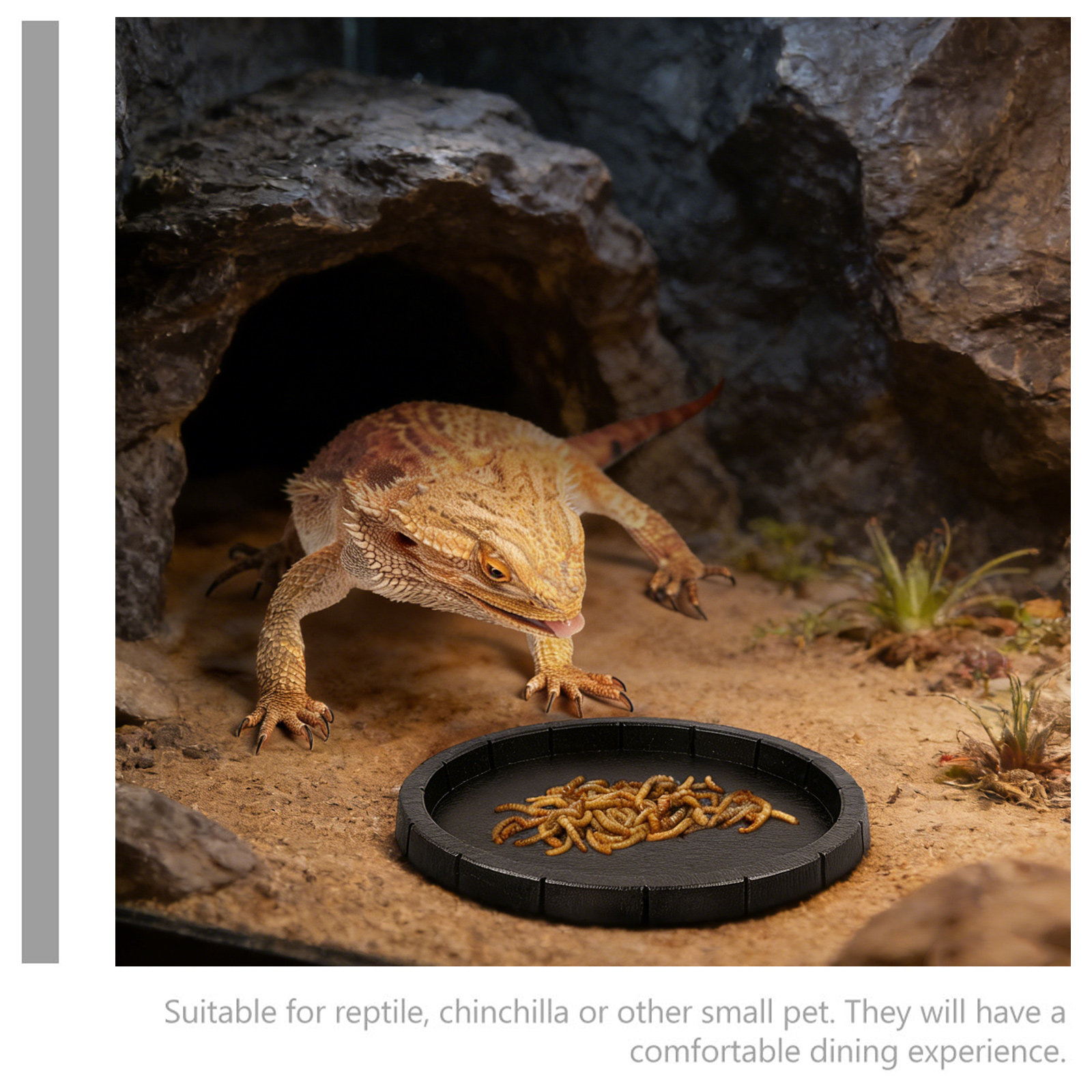 Reptile Feeding Bowl Compact L - Water Dish Reptile 리뷰 및 가격
