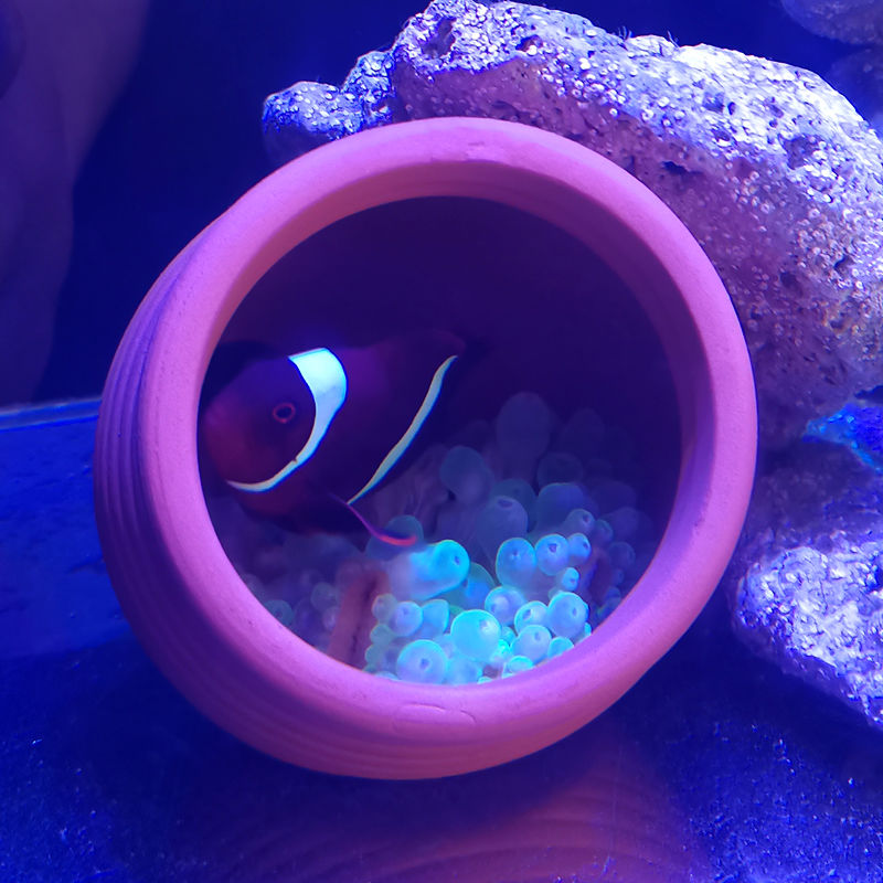 Ceramics Jar Fish Tank Decorat - Hide Cave Ceramic 리뷰 및 가격