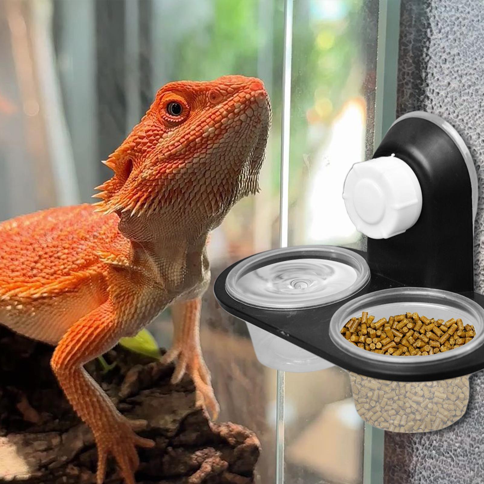 Gecko Food Dish Gecko Feeding  - Water Dish Reptile 리뷰 및 가격
