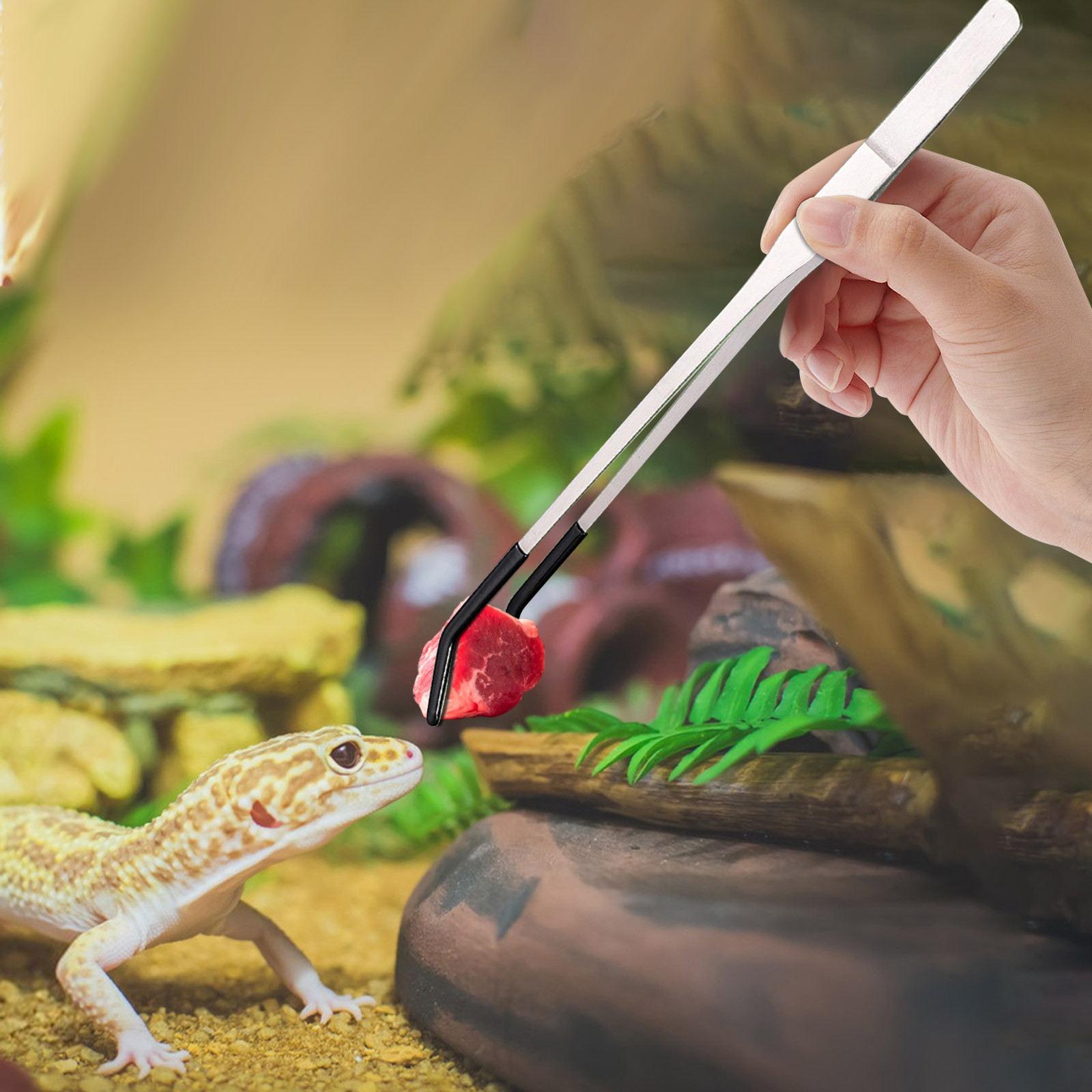 Stainless Steel Reptile Feedin - Feeding Tong Stainless 리뷰 및 가격
