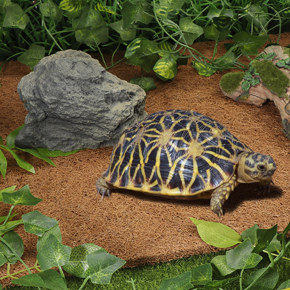 Reptile Terrarium Bedding Subs - Substrate Coconut Fiber 리뷰 및 가격