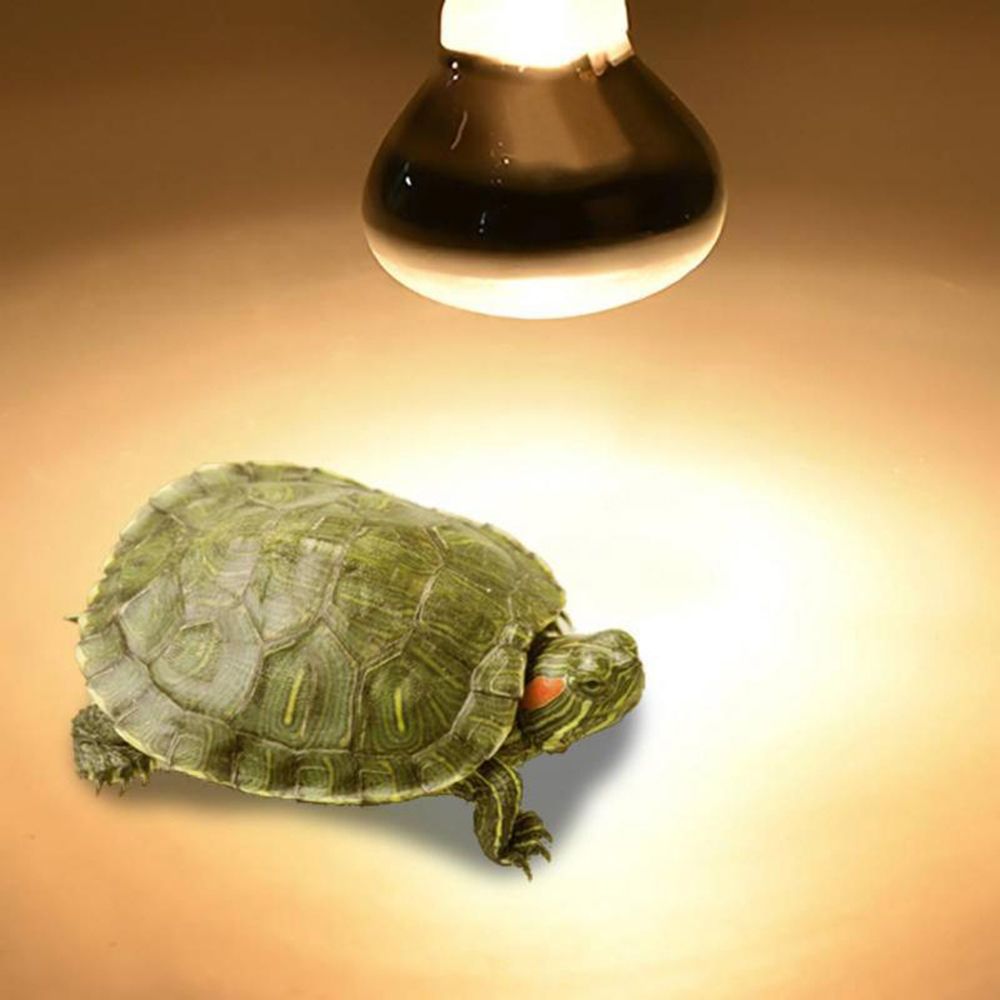 Amphibians Temperature Control - Basking Bulb Halogen 리뷰 및 가격