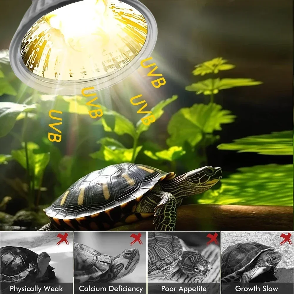 75/50/25W Tortoise Lizard Bask - Calcium Powder Reptile 리뷰 및 가격