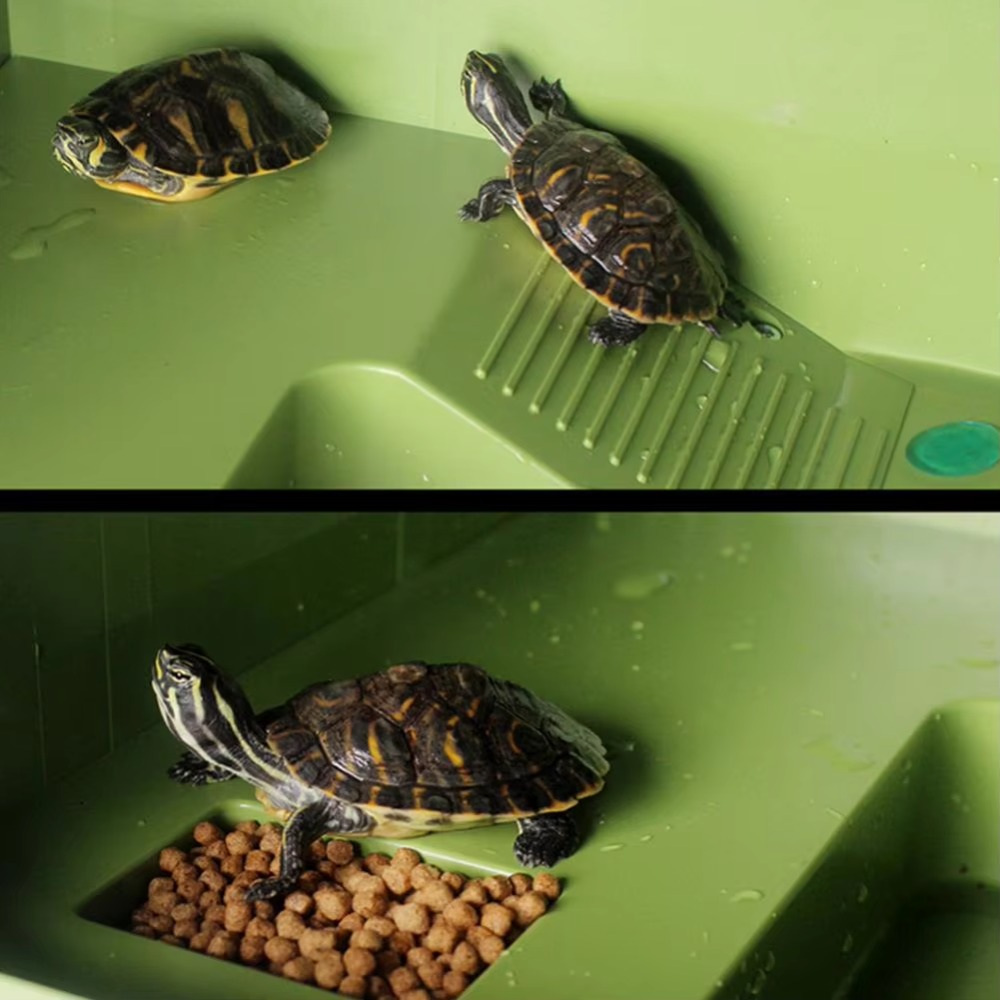Water Land Slope Box Feeding C - Water Dish Reptile 리뷰 및 가격